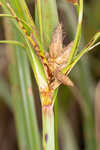 River bulrush